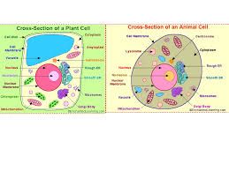 Check spelling or type a new query. Plant Cell And Animal Cell Showme