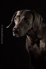 Weimaraner Portrait Low Light Studio Pet Photography Dog Photography Studio Weimaraner Dog Portrait Photography