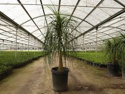Image result for Beaucarnea recurvata