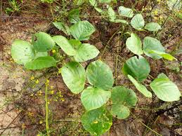 Image result for Pueraria
