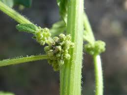 Image result for Dysphania pumilio