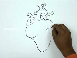 1.draw a oblique line from right to left 2.draw a cone shape as shown in… Human Heart Pencil Drawing Novocom Top