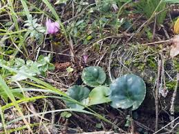 Image result for Cyclamen purpurascens tube
