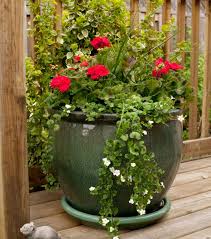 Image result for sanvitalia combine in pots