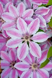 We did not find results for: Clematis Six Reasons To Have Some In Your Garden Buy Trees Shrubs Perennials Annuals House Plants Statues And Furniture