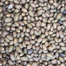 Image result for Cedrela