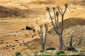 Image result for Danthoniopsis dinteri