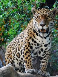 Pictures Of Animals That Live In A Jungle Lovetoknow