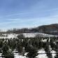 CUT-YOUR-OWN HOLIDAY TREES AT FOREST SOCIETY NORTH... event in Bethlehem, NH