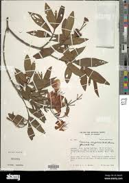 Image result for Dissotis longisepala