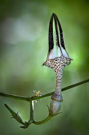 Image result for Ceropegia arenarioides