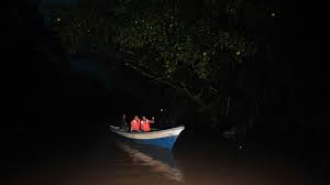 What makes this place spectacular is the opportunity to witness. Glittering Fireflies Kuala Selangor Night Tour With Dinner