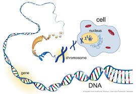 Amoeba sisters video recap alleles and genes worksheet answer key. Genetics Test Diagram Quizlet