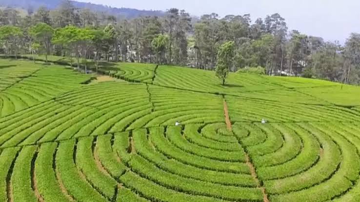 Kebun Teh Sukawana: Sejarah, Tiket Masuk, dan Camping Ground