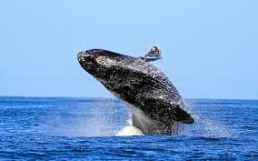 Hd wallpapers and background images. Humpback Whale Wallpaper Hd Download