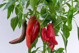 Image result for Capsicum annuum
