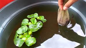 Sebanyak apa porsi makanan untuk ikan cupang? Cara Memberi Makan Burayak Ikan Cupang Agar Cepat Besar Youtube