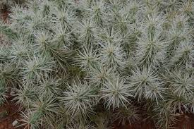 The black seeds are crunchy and nutritious as well. Opuntioid Cacti Declared Pests Agriculture And Food