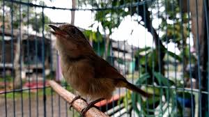 Burung flamboyan nyentrik gacor memanggil betinanya. Suara Burung Flamboyan Nyuling Mp3