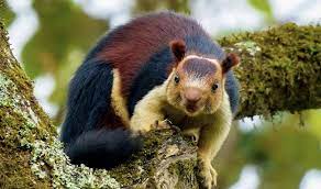 Malabar Indian Giant Squirrel Cute Small Animals Animals Indian Giant Squirrel