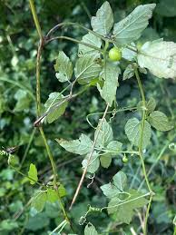 Image result for Cayratia gracilis