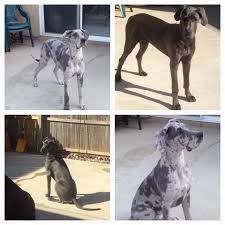 This princess wanted a great dane as long as i could remember, we got one for her 19th birthday.the beginning of it all with sir guthrie. Knockout Danes Knockoutdanes Twitter