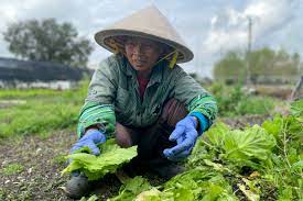 Increasing family farmers' access to infrastructure, technology, communication and tailored innovations is critical to the future of food systems and can attract youth to the sector. A Vietnamese Farmers Cooperative In New Orleans Offers A Lesson In Resilience Civil Eats