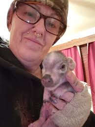 Well, Coco hasn't had her babies yet, but our pig has been in labor for  about 2 and a half hours and gave us two piglets so far. They aren't rats,  but