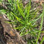 Image result for Actiniopteris semiflabellata