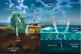 ما علاقة دورة الكربون بتقليل كمية ثاني اكسيد الكربون
