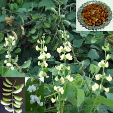 Image result for Lablab