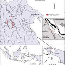 Palmas project engineering, an engineering based palm oil upstream and downstream refinery turnkey contractor, established since 2006. Pdf Distribution And Abundance Of The Arfak Rainbowfish Melanotaenia Arfakensis Allen 1990 In Prafi River System Manokwari West Papua Due To Habitat Degradation