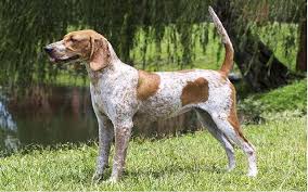 Redbone coonhound is a superb raccoon hunter from america with beautiful red coat. American English Coonhound Dog Breed Origin Behavior Trainability Facts Puppy Price Color Health