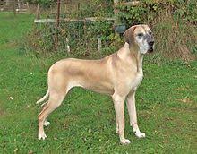 Pictures of great dane dogs. Great Dane Wikipedia