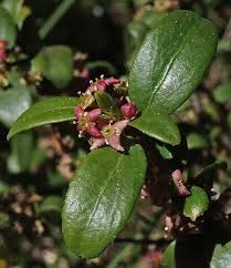 Image result for Clutia paxii