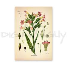 Image result for Nicotiana tabacum