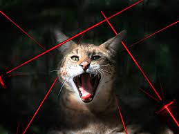 Why do cats love chasing? Big Cats Vs Laser Pointers Youtube