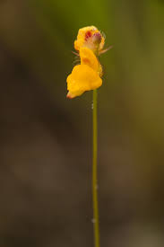 Kuvahaun tulos haulle bladderwort plant