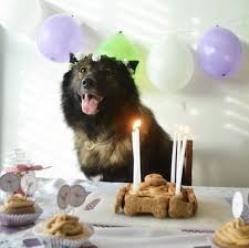Uncles are the men who pull you aside to share embarrassing stories of your parents. Dog Birthday Party Ideas We Are So Stealing For Our Dogs The Dog People By Rover Com