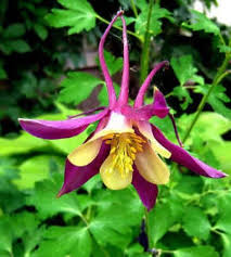Image result for Aquilegia vulgaris Tower Mix