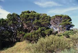 Image result for Callitris