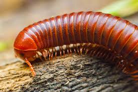 We did not find results for: Millipede Facts What You Need To Know Terminix