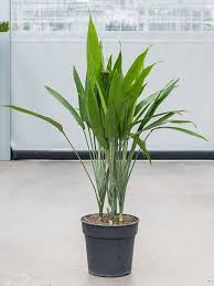 Image result for Dracaena aubryana