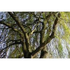 Image result for venturia saliciperda willow tree