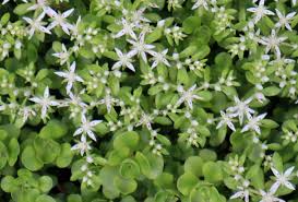 Image result for Commicarpus pedunculosus