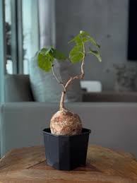 Image result for Pyrenacantha kirkii