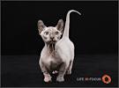 Minnesota Sphynx Elf Bambino Dwelf|LAs Sphynx|Sphynx ...