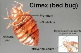 Image result for Cimex Lectularius L
