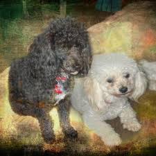 Maltipoo puppies n more website. Dog For Adoption Toto A Maltipoo In Arlington Tx Petfinder