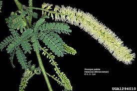 Image result for Prosopis pallida